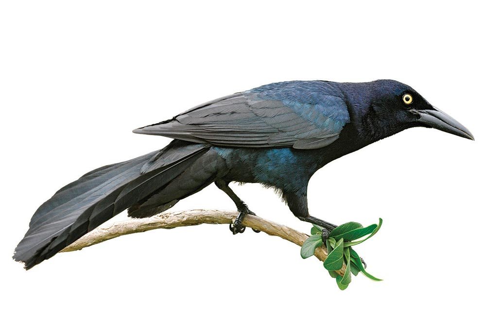 A great tailed grackle