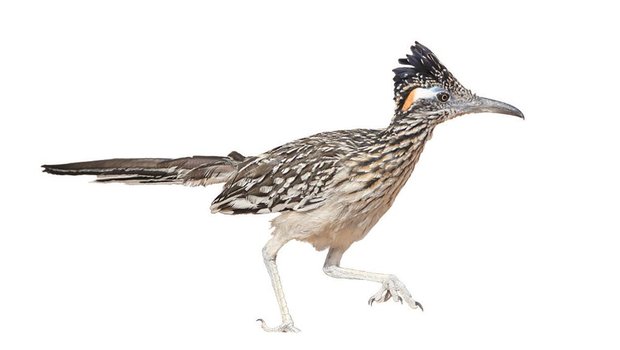 A greater roadrunner