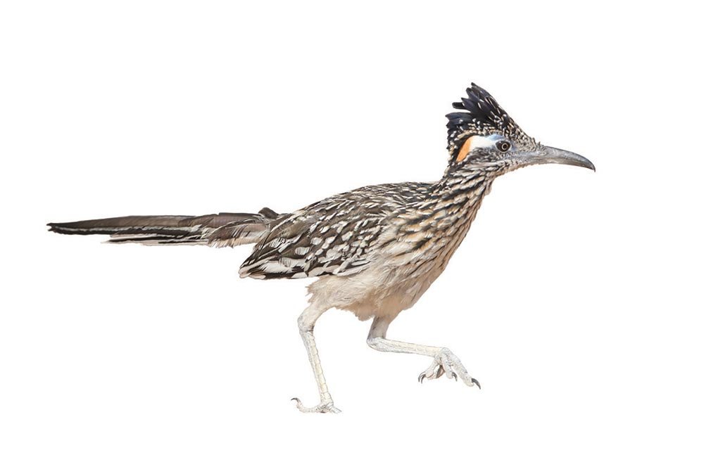 A greater roadrunner