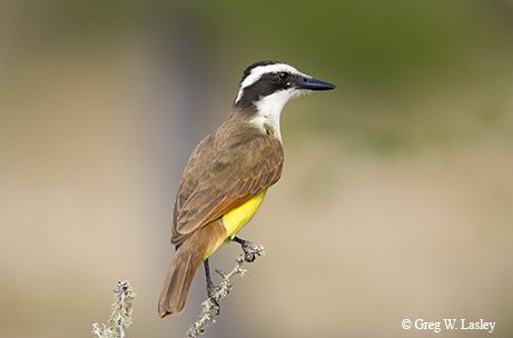 great kiskadee on a branch in the South Texas Corner