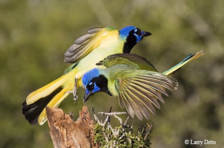 green jays on a stump