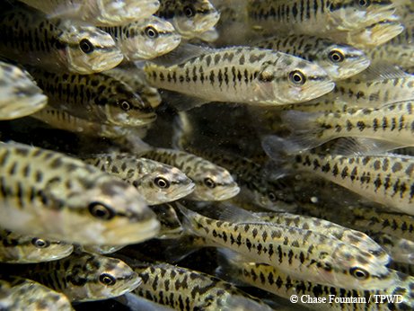 Close up on a group of baby bass