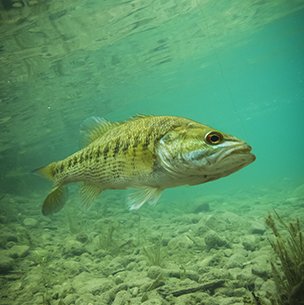 guadalupe bass swimming near the bottom at the rocky river bed
