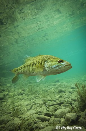 guadalupe bass swimming near the bottom at the rocky river bed