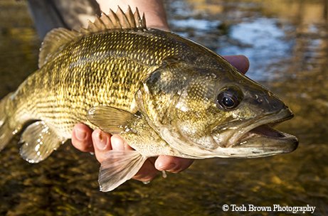 Guadalupe Bass being held with a river bank in the background.