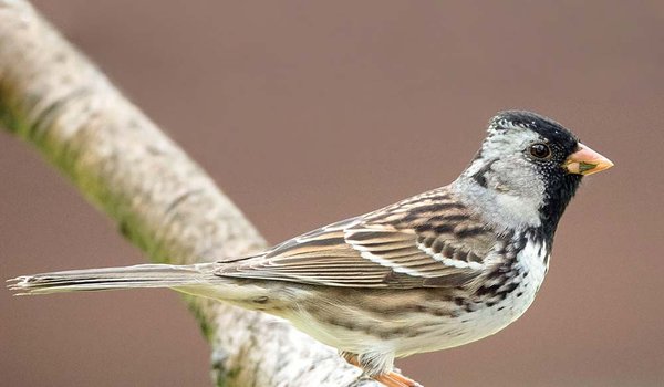 Harris's sparrow