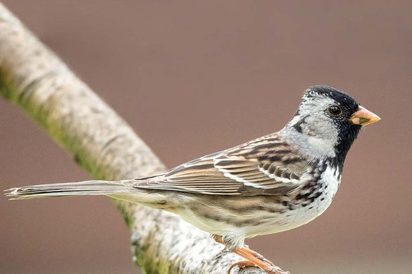 Harris's sparrow