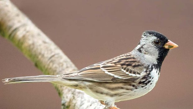 Harris's sparrow