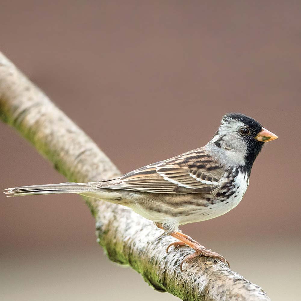 Harris's sparrow