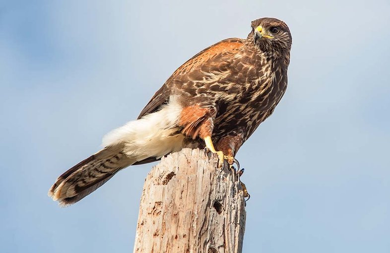 A hawk