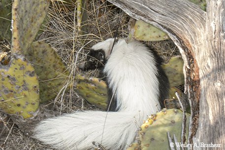 hog nose skunk looking back showing its long white stripe near prickly pear cactus and a tree
