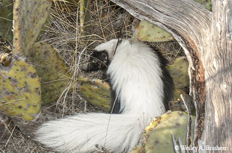 hog nose skunk looking back showing its long white stripe near prickly pear cactus and a tree