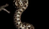 hognose snake curled at the top and bottom forming an "s" shape against a black background.