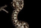 hognose snake curled at the top and bottom forming an "s" shape against a black background.