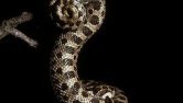 hognose snake curled at the top and bottom forming an "s" shape against a black background.