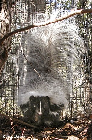 hooded skunk in an enclosure with near a tree.