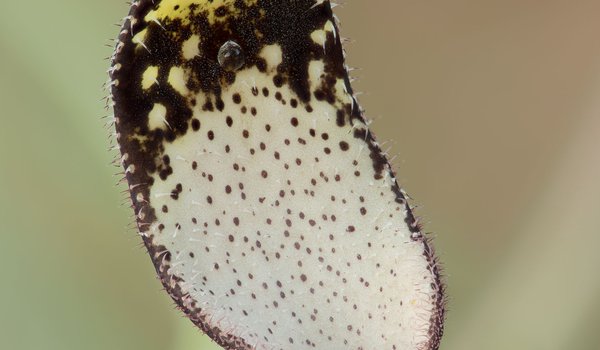 close up on a Swanflower the host plant for Pipevine Swallowtails