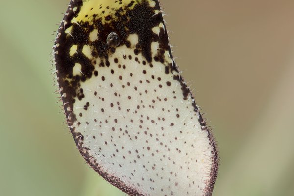 close up on a Swanflower the host plant for Pipevine Swallowtails