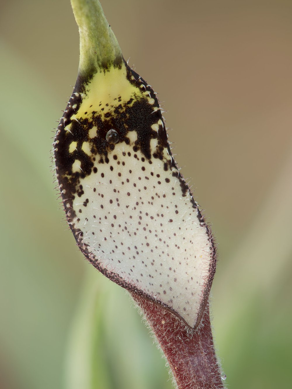 close up on a Swanflower the host plant for Pipevine Swallowtails