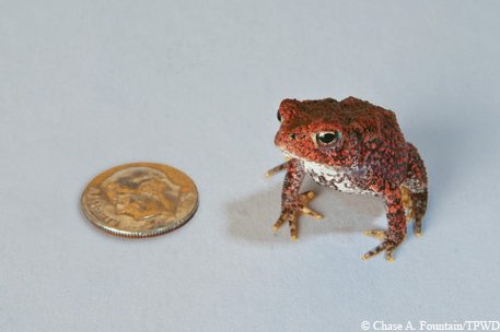 houston toad and dime to show size