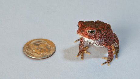 houston toad and dime to show size