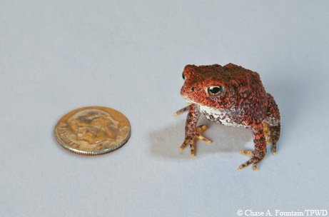 houston toad and dime to show size
