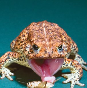 houston toad eating