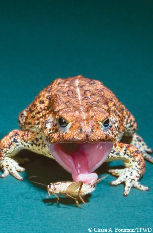 houston toad eating