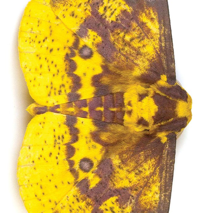 Yellow and brown Imperial moth with brown background