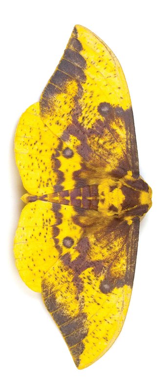 Yellow and brown Imperial moth with brown background