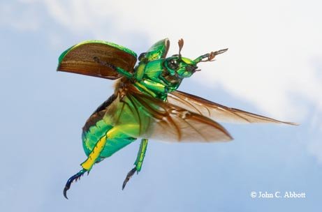 jewel beetle flying with clouds in the background