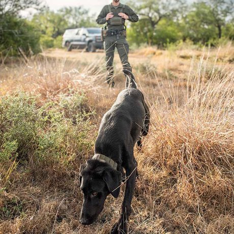 A black labrador practices a sniffing exercise while his handler, a Texas game warden, looks on