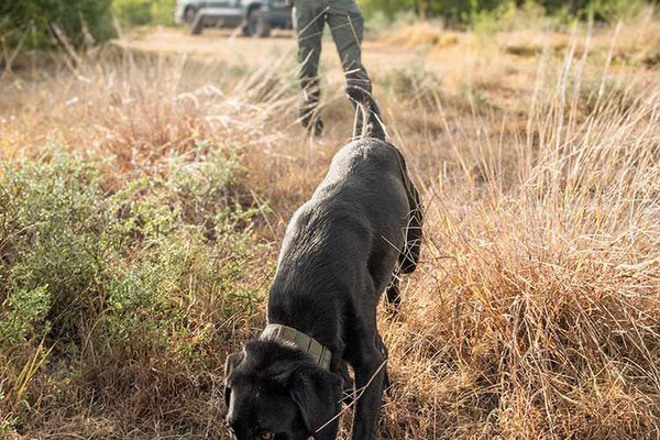 A black labrador practices a sniffing exercise while his handler, a Texas game warden, looks on