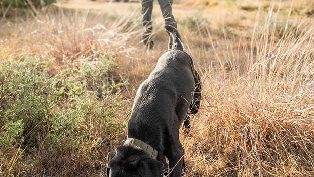 A black labrador practices a sniffing exercise while his handler, a Texas game warden, looks on