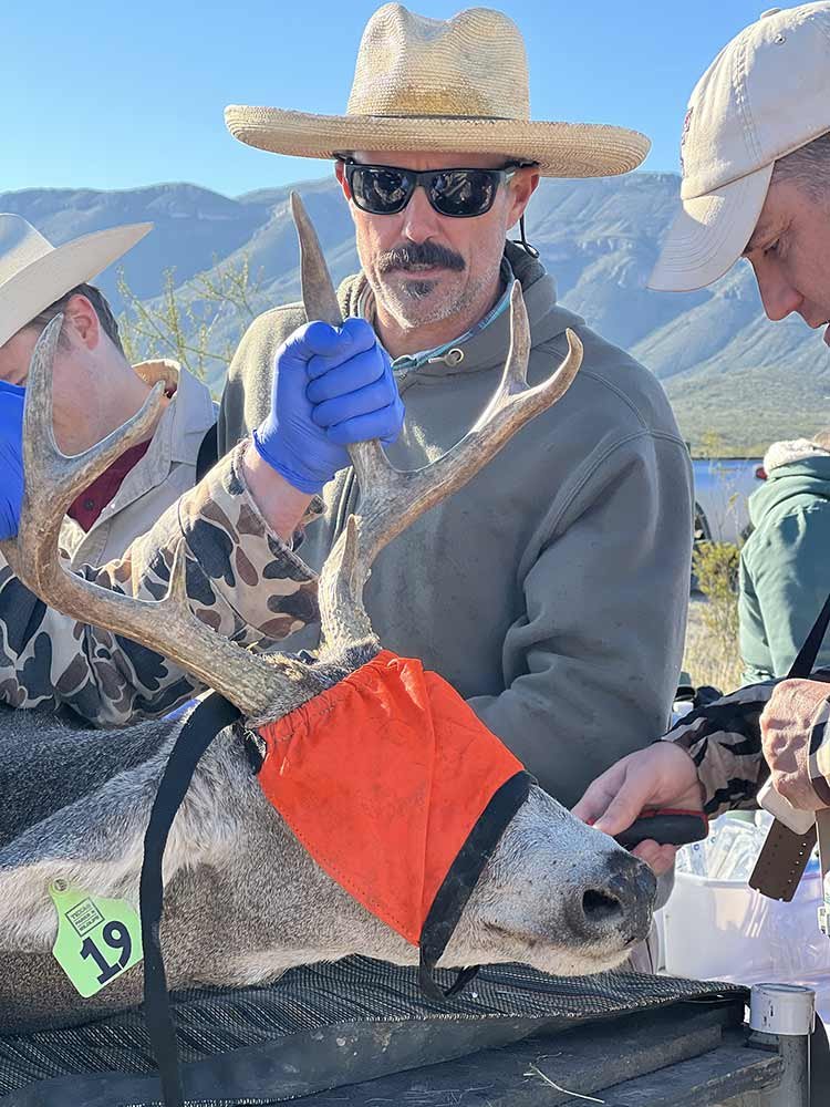 Kevin Legrow In a tan cowboy hat helping other TPWD staff with an orange blindfold and a tag that reads 19