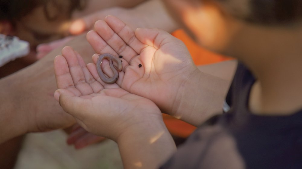 A child holding a worm in their cupped hands