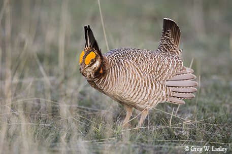 lesser prairie chicken walking through grassland in the Panhandle Northeast Corner