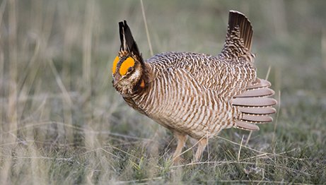 lesser prairie chicken walking through grassland in the Panhandle Northeast Corner