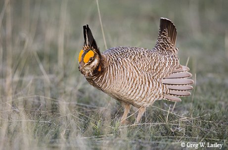 lesser prairie chicken walking through grassland in the Panhandle Northeast Corner