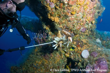 lion fish diver and a lion fish swimming near a reef
