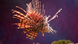 the invasive lionfish swimming against a purple background