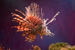 the invasive lionfish swimming against a purple background