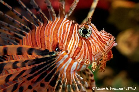 close up of a lion fish in front of a rocky background