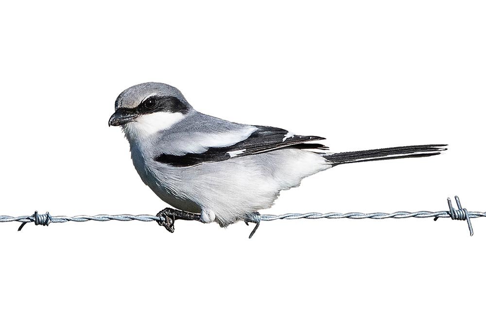 An illustrated loggerhead shrike sits on barbed wire