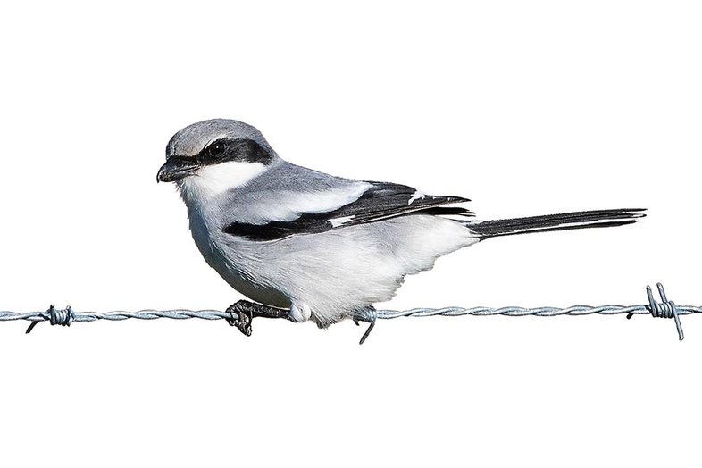An illustrated loggerhead shrike sits on barbed wire