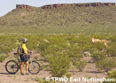 Person walking beside bike noticing a longhorn not to far away