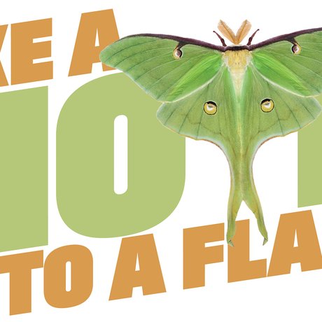 Illustration with the words "Like a Mouth to a flame" with a luna moth used a a "T" in moth