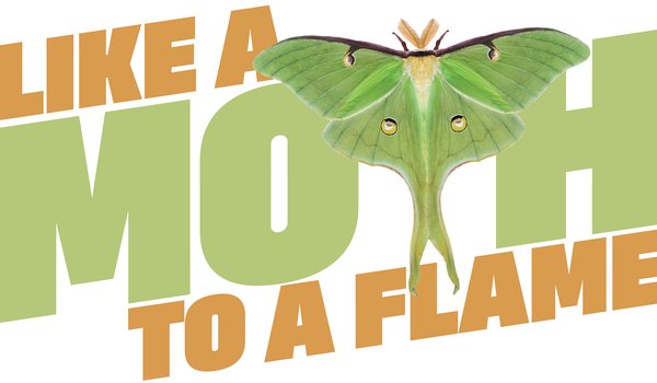 Illustration with the words "Like a Mouth to a flame" with a luna moth used a a "T" in moth