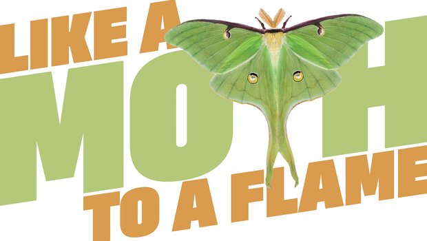 Illustration with the words "Like a Mouth to a flame" with a luna moth used a a "T" in moth