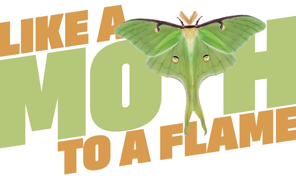 Illustration with the words "Like a Mouth to a flame" with a luna moth used a a "T" in moth